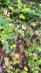 Lespedeza hirta