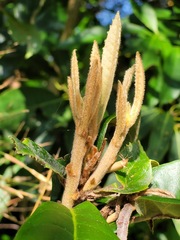 Lindera megaphylla