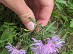 Centaurea stoebe