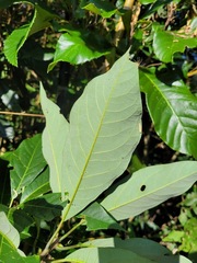 Lindera megaphylla