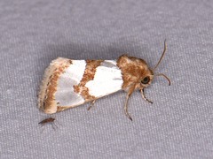 Schinia chrysellus