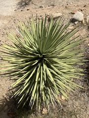 Yucca brevifolia