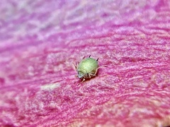 Aphis