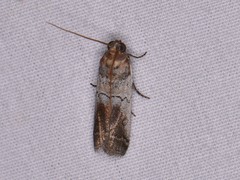 Chararica hystriculella
