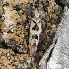 Ypsolopha sequella