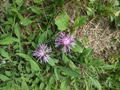 Centaurea stoebe