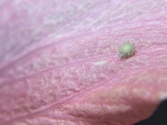 Aphis