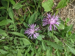 Centaurea stoebe