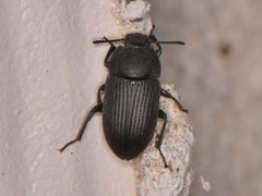 Opatrini