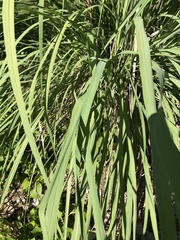 Tripsacum dactyloides