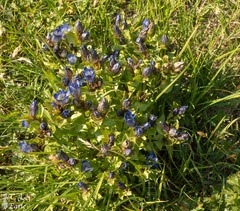 Gentiana calycosa