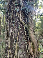 Hydrangea serratifolia