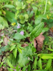 Elephantopus tomentosus