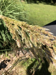 Tripsacum dactyloides