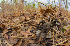 Cyriopagopus longipes