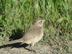 Oreoscoptes montanus