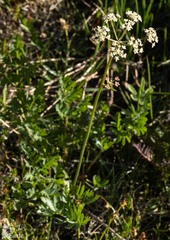 Ligusticum grayi