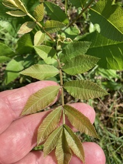 Carya illinoinensis
