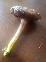 Chalciporus piperatus