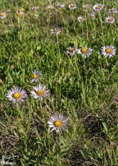 Erigeron glacialis