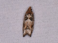 Epinotia
