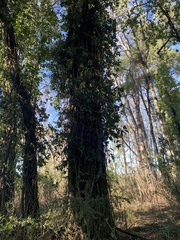 Hydrangea serratifolia