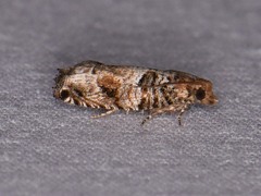 Epinotia