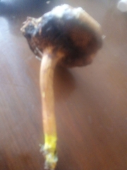 Chalciporus piperatus