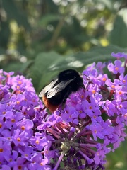 Bombus lapidarius