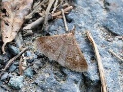 Renia flavipunctalis