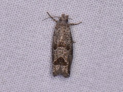 Pelochrista consobrinana