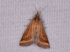 Microtheoris ophionalis