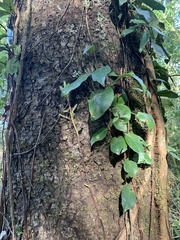 Hydrangea serratifolia