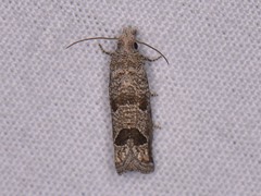 Pelochrista consobrinana