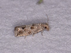 Pelochrista consobrinana