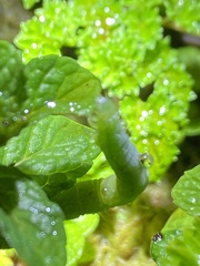 Chrysodeixis eriosoma