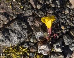 Erythranthe caespitosa