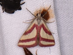 Microtheoris vibicalis