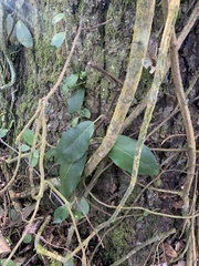 Hydrangea serratifolia