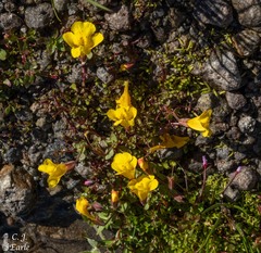 Erythranthe caespitosa