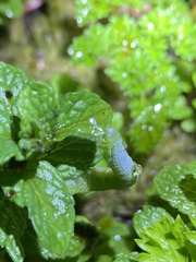 Chrysodeixis eriosoma