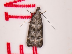 Dichomeris inversella
