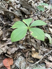 Isotria verticillata