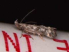 Dichomeris inversella