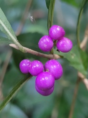 Callicarpa randaiensis
