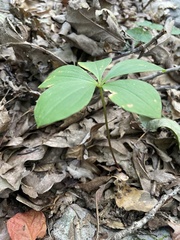 Isotria verticillata