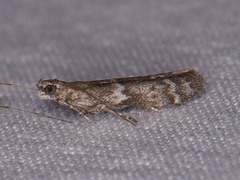 Eurythmia angulella