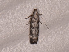 Dichomeris inversella