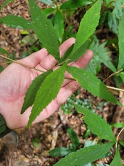 Callicarpa randaiensis
