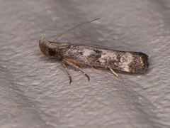 Dichomeris inversella